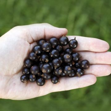 Mustaherukka Little Black Sugar