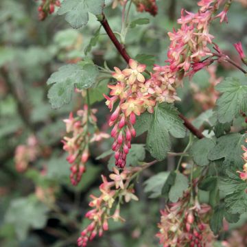 Herukka - Ribes x gordonianum