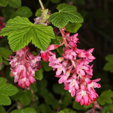Ruusuherukka Pulborough Scarlet
