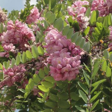 Valeakaasia Rosea