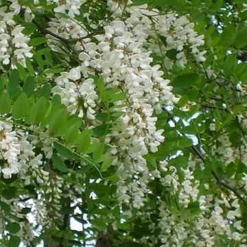 Valkovaleakaasia - Robinia pseudoacacia
