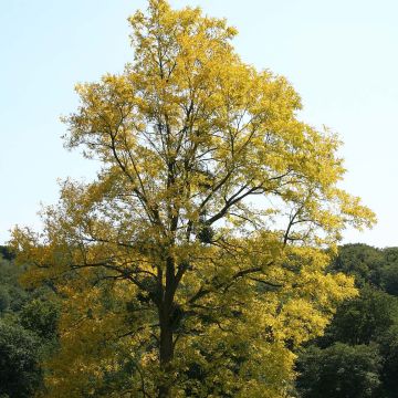 Valkovaleakaasia Frisia