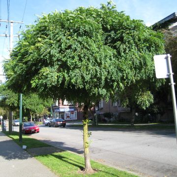 Valkovaleakaasia Umbraculifera