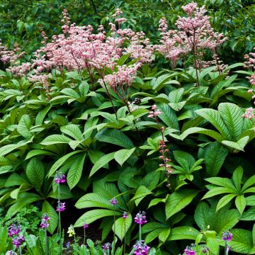 Sormivaleangervo - Rodgersia aesculifolia