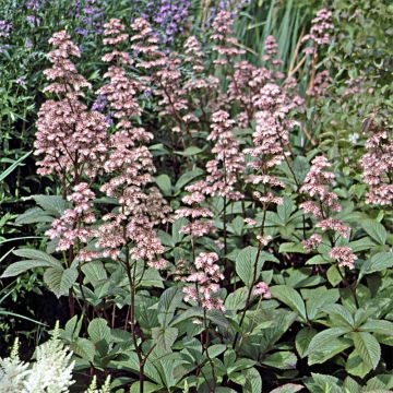 Sormivaleangervo - Rodgersia aesculifolia var. henrici