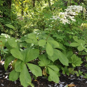 Sulkavaleangervo - Rodgersia pinnata
