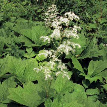 Liuskavaleangervo - Rodgersia podophylla