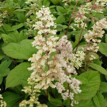 Sädevaleangervo - Rodgersia sambucifolia
