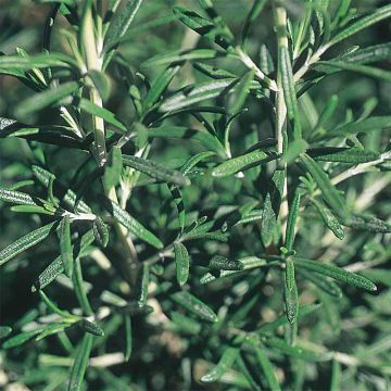 Rohtorosmariini (rosmariini) luomu - Ferme de Sainte Marthe - Rosmarinus officinalis
