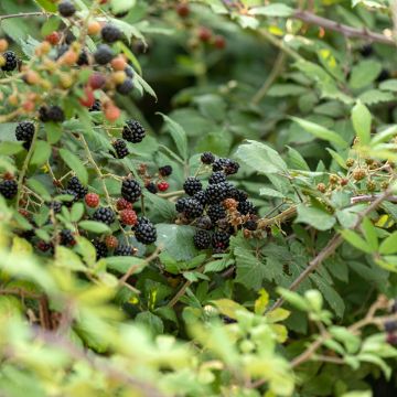 Tarhakarhunvatukka (karhunvadelma) - Rubus fruticosus