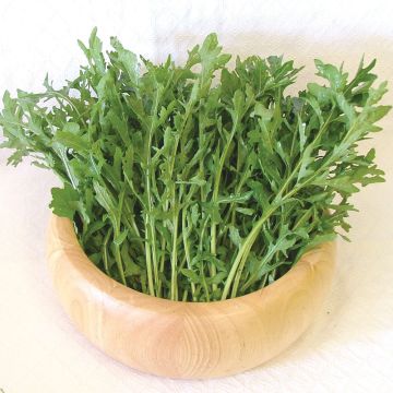 Vihannessinappikaali (rukola) Astra