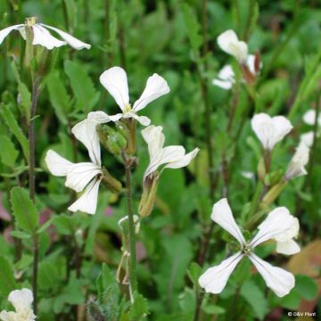 Sinappikaali - Eruca vesicaria subsp.sativa
