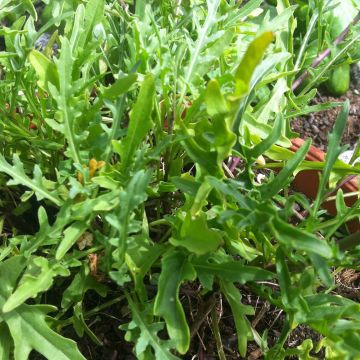 Valkohietasinappi luomu - Diplotaxis erucoides