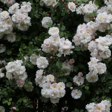 Köynnösruusu Adélaïde d’Orléans