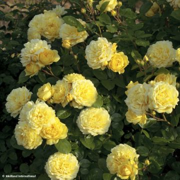 Floribundaruusu Anny Duperey