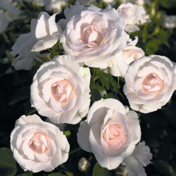 Maanpeiteruusu Aspirin Rose
