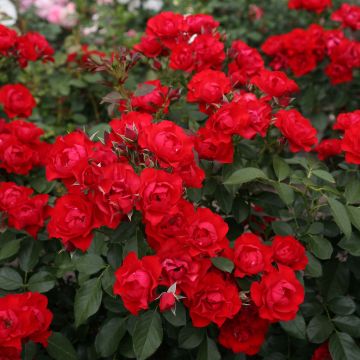 Maanpeiteruusu Black Forest Rose Korschwill