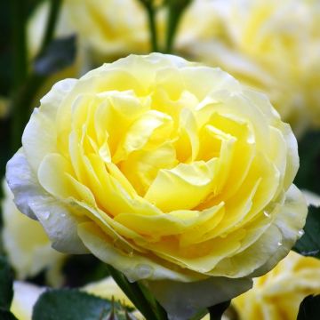 Polyantharuusu Golden Border