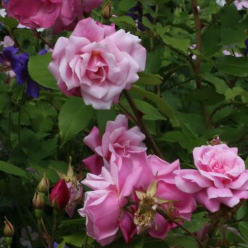 Vanha ruusu Old Blush (Pink China Parsons)