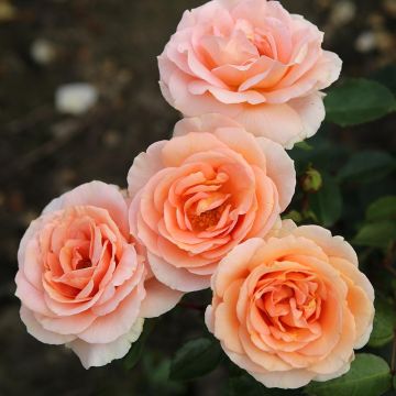 Puistoruusu PATIO Rose Impala KORsternfue