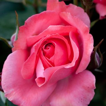 Floribundaruusu Pernille Poulsen
