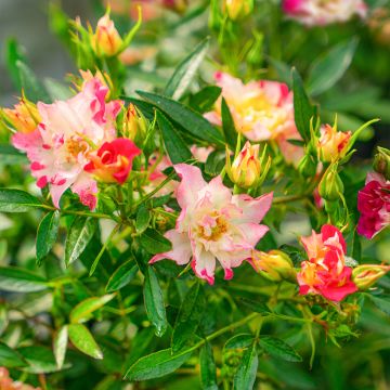 Pensasruusu Rosy Boom Wild and Freaky