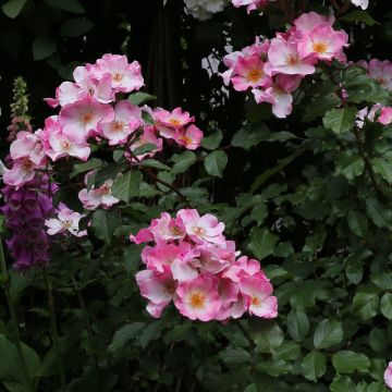 Pensasruusu Rosy Cushion