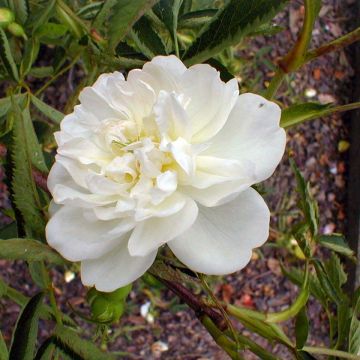 Lajiruusu - Rosa cannabifolia