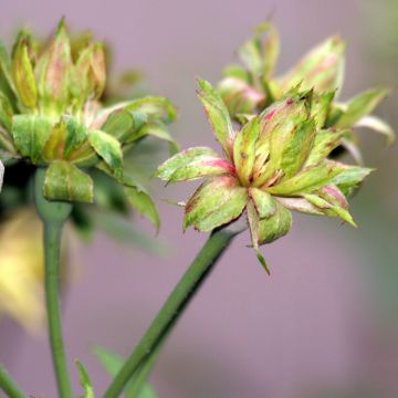 Lajiruusu Viridiflora