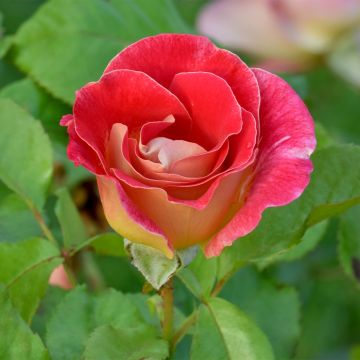 Floribundaruusu Aline Mayrisch Rose