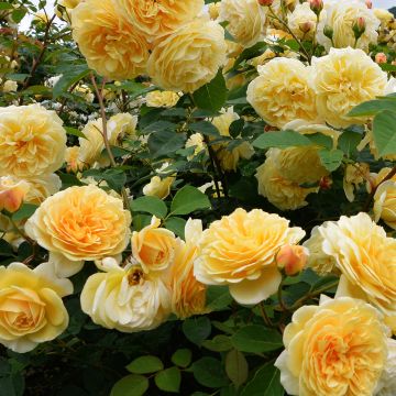 Floribundaruusu Off-Load
