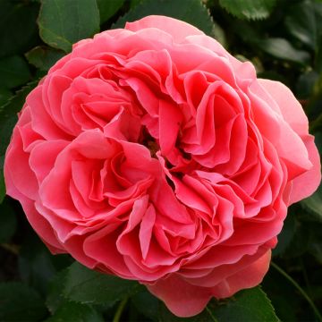 Floribundaruusu Pick'n Go Mattmag