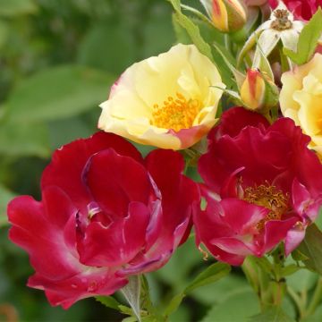 Floribundaruusu Quinte Flush -10