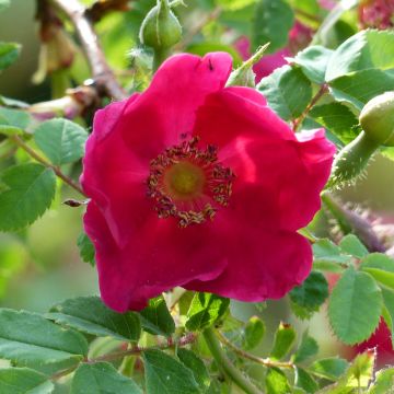 Lajiruusu Geranium