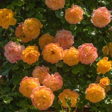 Austinruusu Lady of Shalott