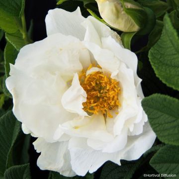 Kurtturuusu Angelia White