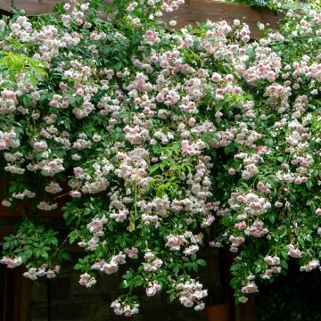Köynnösruusu Paul's Himalayan Musk