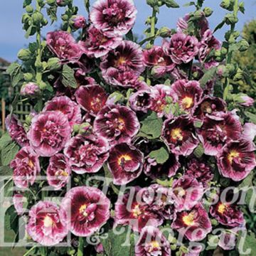 Tarhasalkoruusu Crème de cassis (siemenet)