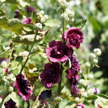 Tarhasalkoruusu Chater's Double Violet
