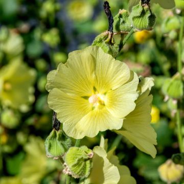 Nukkasalkoruusu - Alcea rugosa