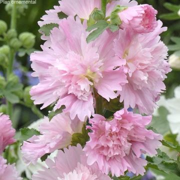 Tarhasalkoruusu Spring Celebrities Pink