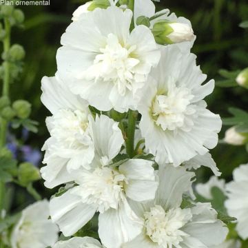 Tarhasalkoruusu Spring Celebrities White