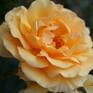 Floribundaruusu Amber Queen