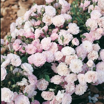 Vanha ruusu Gloire des Polyanthas