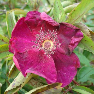 Vanha ruusu Basye's Purple Rose