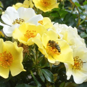 Pensasruusu Bee Gold