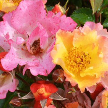Pensasruusu Bee Proud