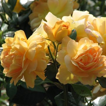 Floribundaruusu Bernstein Rose Taneitber