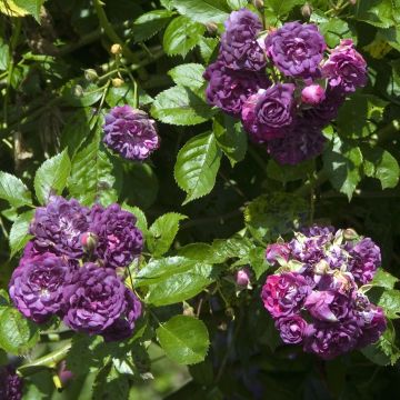 Köynnösruusu Bleu Magenta