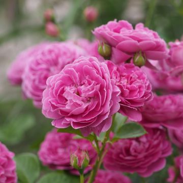 Floribundaruusu Blue Boy